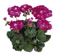 Tango Hot Pink